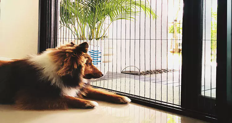 Sliding Screen Pet Door Repair in Carrollwood, FL
