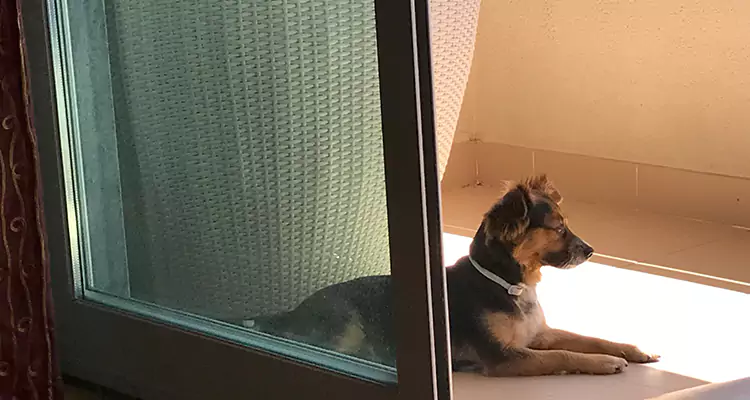 French Door Pet Screen Repair in Carrollwood, FL